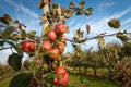 Red and ripe apples hanging from a tree branch Royalty Free Stock Photo