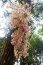 Bunch of Dendrobium primulinum Laos on tree Royalty Free Stock Photo