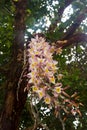 Bunch of Dendrobium primulinum Laos on tree Royalty Free Stock Photo