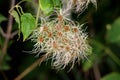 Bunch of densely growing Old mans beard or Clematis vitalba climbing plants with long silky hairy appendages growing in garden
