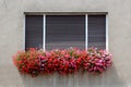 Bunch of densely planted Pelargonium bright red and pink flowers planted in flower pots on side of family house windows Royalty Free Stock Photo