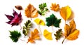 A bunch of different colored leaves on a white surface Royalty Free Stock Photo