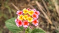 A bunch of different colours flower with blurry background.