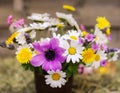 Bunch of different spring wildflowers.