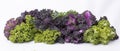 Bunch of different varieties of curly kale in a white background Royalty Free Stock Photo