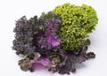 Bunch of different varieties of curly kale in a white background