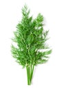 Bunch of dill fronds, dill weed or dillweed, a culinary herb