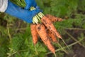 Bunch of dirty carrots harvest in farmer hands closeup.