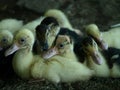 A bunch of dirty ducks Royalty Free Stock Photo