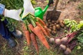 Bunch of organic carrot in farmer hands in garden. Autumn harvest of vegetables, farming Royalty Free Stock Photo