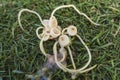 A bunch of dog roundworms, or Toxocara canis, ejected on the grass from a puppy`s vomit. Pet health and deworming concept