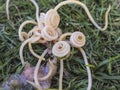 A bunch of dog roundworms, or Toxocara canis, ejected on the grass from a puppy`s vomit. Pet health and deworming concept