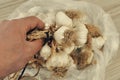 a bunch of dried garlic in a person& x27;s hand - lots of dried garlic heads