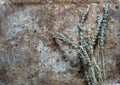 Bunch of dried lavender topview flatlay, on rustic background