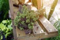 Bunch of dried medicinal herb Oregano on wooden table. Traditional medicine Royalty Free Stock Photo