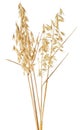 Bunch of dried oat spikelets isolated on white background Royalty Free Stock Photo