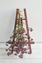 Bunch of dried oregano flowers on mini easel Royalty Free Stock Photo