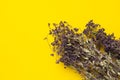 Bunch of dried oregano flowers on a yellow background Royalty Free Stock Photo