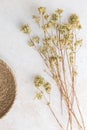 Bunch of dried oregano Royalty Free Stock Photo