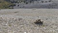 Bunch of dried out flowers Mont Ventoux Royalty Free Stock Photo