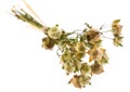 Bunch of dry flax plant Royalty Free Stock Photo