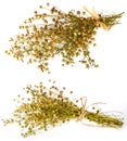 Bunch of dry flax plant Royalty Free Stock Photo