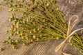 dry flax plant Royalty Free Stock Photo