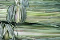 A bunch of dry green lemongrass Royalty Free Stock Photo
