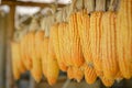 Bunch of dry yellow sweet corn hanging under wooden roof of rural rustic farm house