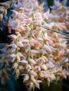 Bunch of Dwarf Date Palm Flowers Hanging