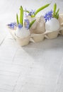 Bunch of early spring flowers ( Scilla siberica) in eggshells. Royalty Free Stock Photo