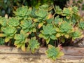 Bunch of echeveria golden glow plants with blurred background