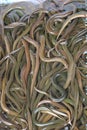 Bunch of eels in fish market in Shanghai, China Royalty Free Stock Photo