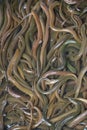 Bunch of eels in fish market in Shanghai, China Royalty Free Stock Photo