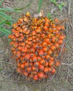 A bunch of elaeis guineensis fruitlets, oil palm