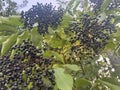 a bunch of elderberries in the woods Royalty Free Stock Photo