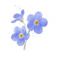 A bunch of elegant blue forget-me-nots.