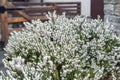 Erica carnea, flowering subshrub plant also known as Springwood White, Winter Heath, Snow Heath, and Heather