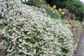 Erica carnea, flowering subshrub plant also known as Springwood White, Winter Heath, Snow Heath, and Heather Royalty Free Stock Photo