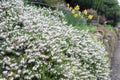 Erica carnea, flowering subshrub plant also known as Springwood White, Winter Heath, Snow Heath, and Heather Royalty Free Stock Photo