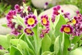 Bunch evening primrose plant primula vulgaris purple first spring flower. Background pattern colorful primrose or