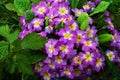 Beautiful fresh flowers primrose after the rain