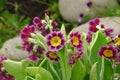 Bunch evening primrose plant primula vulgaris purple first spring flower