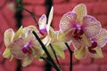 Bunch of exotic moth orchid flower shot at Mahabaleshwar, India