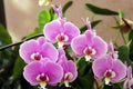 Bunch of exotic violet moth orchid flower shot at Mahabaleshwar, India