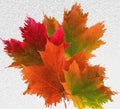 Bunch of extruded colorful maple leaves Royalty Free Stock Photo