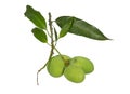 Bunch 0f green mangoes, Isolated on white background