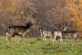 Bunch of fallow deer observing on glade in autumn.