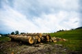 Bunch of felled tree