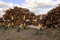 Bunch of felled trees near a logging site. Piles of wooden logs under blue sky